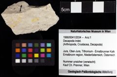 Foto (Objket + Etiketten) von Decapoda indet. 